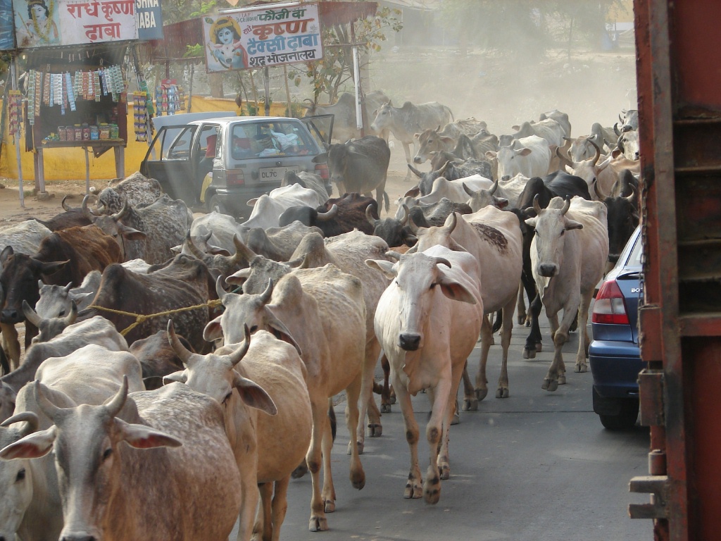 2008/03(March)/AroundTheWorld/City Scenes/1024x768_India Cattle Drive.JPG